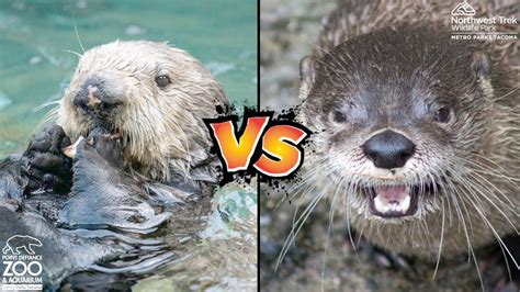 sea otter vs river otter
